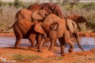 kenya elefanti pozza 2012-