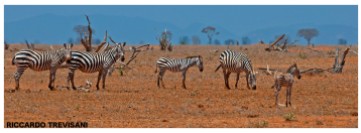 zebre savana kenia-8565